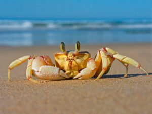 Crab animal photography beach animals